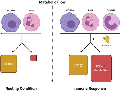 Frontiers  Selective Host Cell Death by Staphylococcus aureus: A Strategy  for Bacterial Persistence