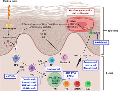 Frontiers | Major Role of the IL17/23 Axis in Psoriasis Supports the ...