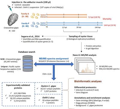 Frontiers Comparative Proteomics Of Ostreid Herpesvirus 1 And Pacific Oyster Interactions With Two Families Exhibiting Contrasted Susceptibility To Viral Infection Immunology
