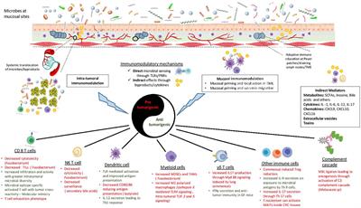 Frontiers New Insights Into The Cancer Microbiome Immune Axis Decrypting A Decade Of Discoveries Immunology