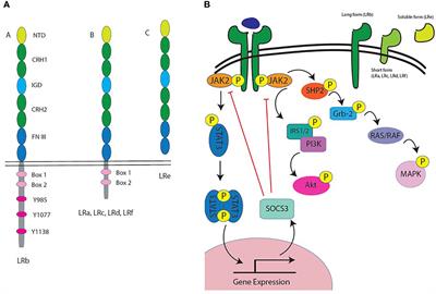 Frontiers | The Role of the Adipokine Leptin in Immune Cell Function in ...