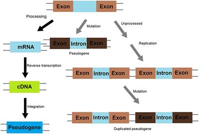 Frontiers | Pseudogenes in Cardiovascular Disease