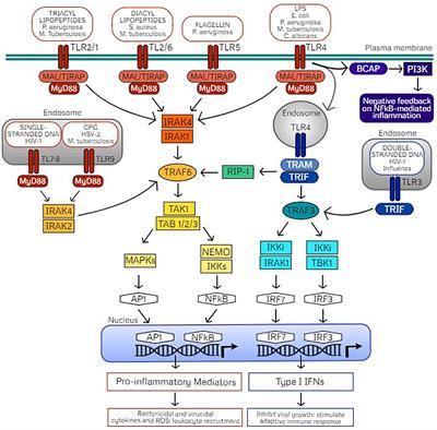 Frontiers | TLR Agonists as Mediators of Trained Immunity: Mechanistic ...