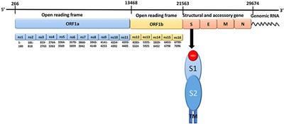 Frontiers Elucidating Interactions Between Sars Cov 2 Trimeric Spike Protein And Ace2 Using Homology Modeling And Molecular Dynamics Simulations Chemistry