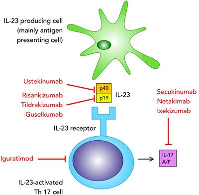 Frontiers Clinical Trials Supporting The Role Of The Il 17 Il 23 Axis In Axial Spondyloarthritis Immunology