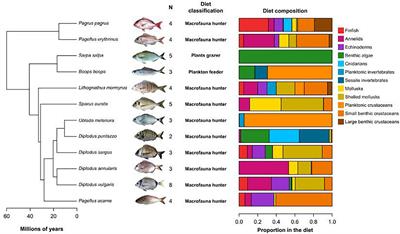 The search page of the herbivorous fish tool