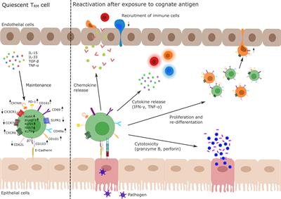 Frontiers | Total Recall: Intestinal TRM Cells in Health and Disease