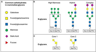 Frontiers | Glycans and Glycan-Binding Proteins as Regulators and ...