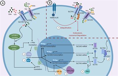 Frontiers | Targeting SLC1A5 and SLC3A2/SLC7A5 as a Potential Strategy ...