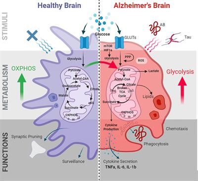 Frontiers | Mitochondrial Regulation of Microglial Immunometabolism in ...