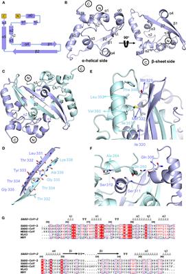 Frontiers Structural Insight Into The Sars Cov 2 Nucleocapsid Protein C Terminal Domain Reveals A Novel Recognition Mechanism For Viral Transcriptional Regulatory Sequences Chemistry