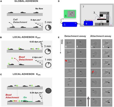 Functional Mapping Of Adhesiveness On Live Cells Reveals How Guidance Phenotypes Can Emerge From Complex Spatiotemporal Integrin Regulation Bioengineering And Biotechnology Frontiers