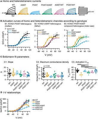 Frontiers | Compound Heterozygous KCNQ1 Mutations Causing Recessive ...