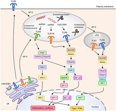 Frontiers | Signaling Through Nucleic Acid Sensors and Their Roles in ...