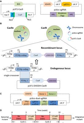 Frontiers | Optimization of CRISPR/Cas System for Improving Genome ...