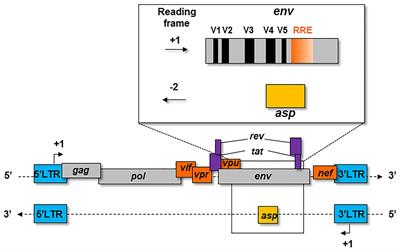 Frontiers Antisense Transcripts And Antisense Protein A New Perspective On Human Immunodeficiency Virus Type 1 Microbiology