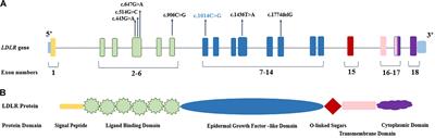 Frontiers | Mutational Spectrum of LDLR and PCSK9 Genes Identified in ...