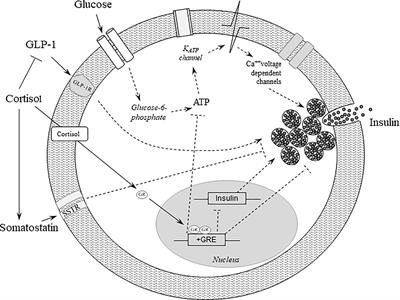 Frontiers  The interplay between prolactin and cardiovascular disease