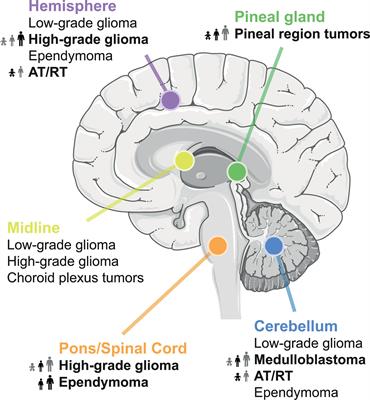 Frontiers | Targeting MYCN in Molecularly Defined Malignant Brain Tumors