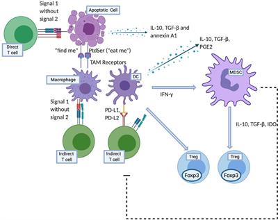 Frontiers | Apoptotic Donor Cells in Transplantation