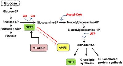 Frontiers | Signaling Pathways Involved in Nutrient Sensing Control in ...