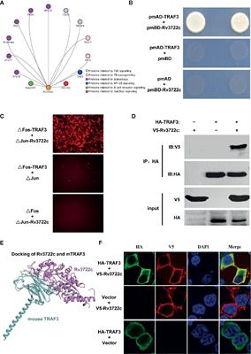 Frontiers Rv3722c Promotes Mycobacterium Tuberculosis Survival In Macrophages By Interacting With Traf3 Cellular And Infection Microbiology
