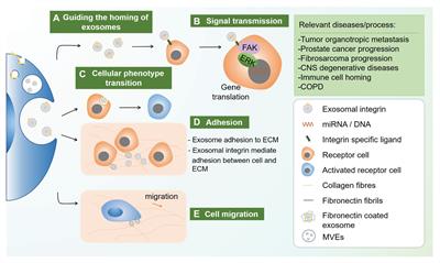 Frontiers | Integrin, Exosome and Kidney Disease