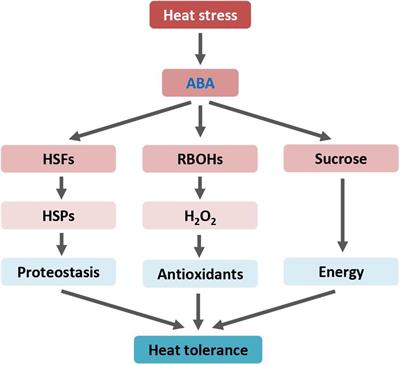 Frontiers Plant Hormone Mediated Regulation Of Heat Tolerance In Response To Global Climate Change Plant Science