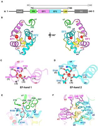 Frontiers | Structural and Biochemical Characterization of EFhd1 ...