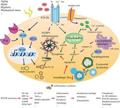 Frontiers | The P2X7 Receptor in Osteoarthritis