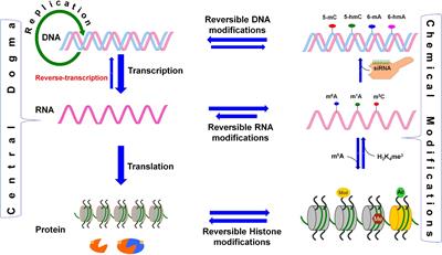 Frontiers | Deciphering Epitranscriptome: Modification of mRNA Bases ...