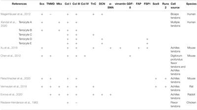 Frontiers Identification And Distinction Of Tenocytes And Tendon Derived Stem Cells Cell And Developmental Biology