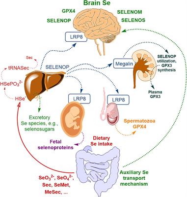 Frontiers | Selenium at the Neural Barriers: A Review