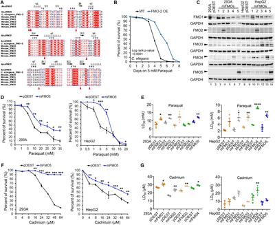 Frontiers | Flavin-Containing Monooxygenases Are Conserved Regulators ...