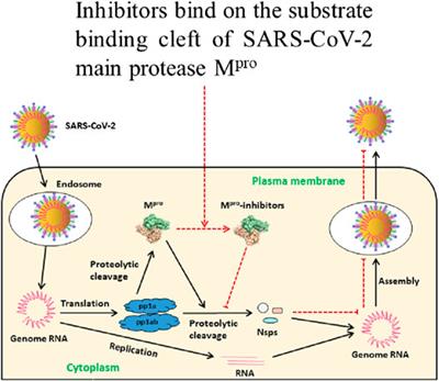 Frontiers Potency Safety And Pharmacokinetic Profiles Of Potential Inhibitors Targeting Sars Cov 2 Main Protease Pharmacology