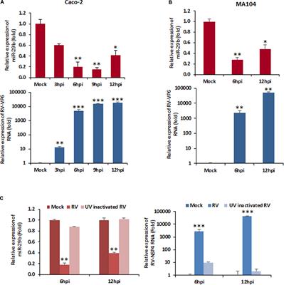 Frontiers | Rotavirus Induces Epithelial–Mesenchymal Transition Markers ...