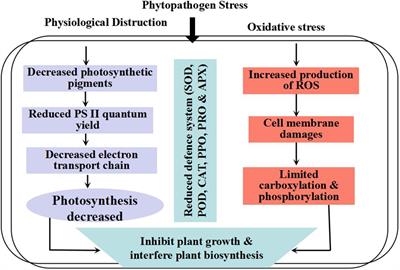 Extra high superoxide dismutase in host tissue is associated with