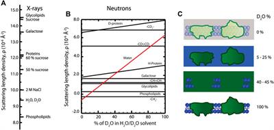 Frontiers Small Angle X Ray And Neutron Scattering On Photosynthetic Membranes Chemistry