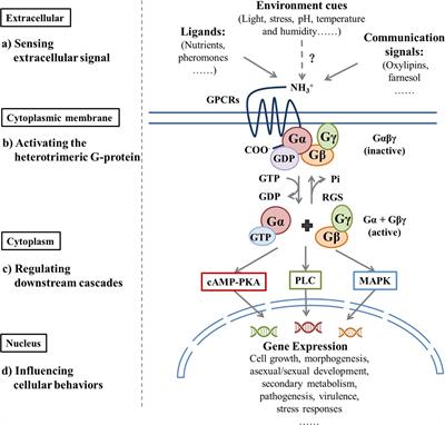 Frontiers Fungal G Protein Coupled Receptors A Promising Mediator Of The Impact Of Extracellular Signals On Biosynthesis Of Ochratoxin A Microbiology