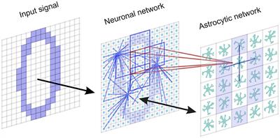 Multiple forms of working memory emerge from synapse–astrocyte interactions  in a neuron–glia network model