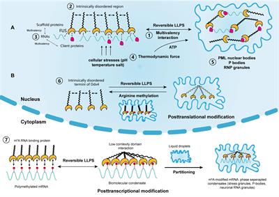 Phase separation on microtubules: from droplet formation to cellular  function?: Trends in Cell Biology