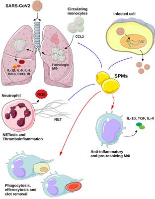 Frontiers | Specialized Pro-Resolving Mediators as Potential Regulators ...