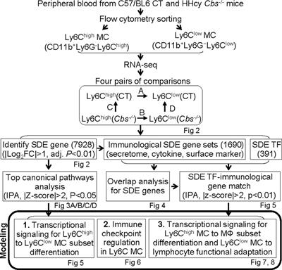 Frontiers | Immunological Feature and Transcriptional Signaling of Ly6C ...