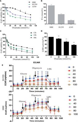 Frontiers Inhibition Of Ldh A By Oxamate Enhances The Efficacy Of Anti Pd 1 Treatment In An Nsclc Humanized Mouse Model Oncology