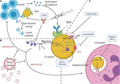 Frontiers  Cross-Talk between Staphylococcus aureus and Other  Staphylococcal Species via the agr Quorum Sensing System