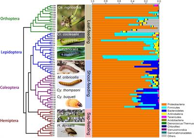 Symbioses shape feeding niches and diversification across insects