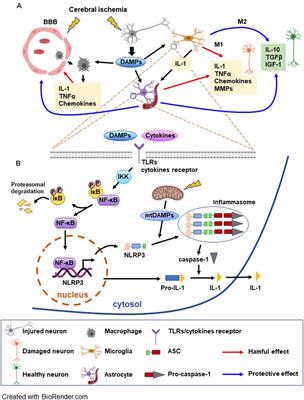 Frontiers | The Role of NF-κB Triggered Inflammation in Cerebral Ischemia