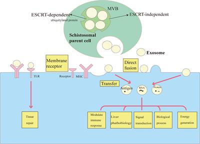 Frontiers | Understanding the Pathophysiology of Exosomes in ...