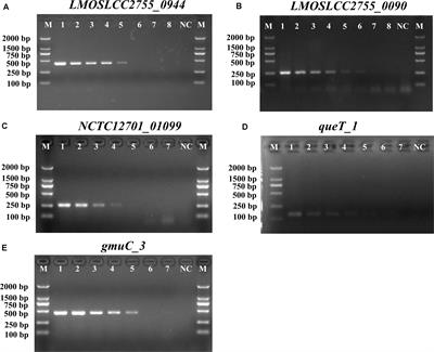 Frontiers Multiplex Pcr For The Identification Of Pathogenic Listeria In Flammulina Velutipes Plant Based On Novel Specific Targets Revealed By Pan Genome Analysis Microbiology