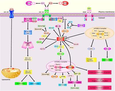 Genes Free Full Text Interplay Between Regulatory Rnas And Signal